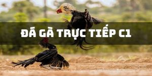 Đá Gà Trực Tiếp C1